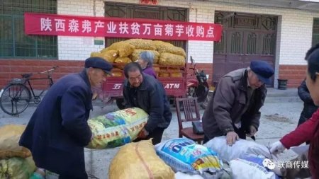 陜西森弗公司收購(gòu)大量菊芋